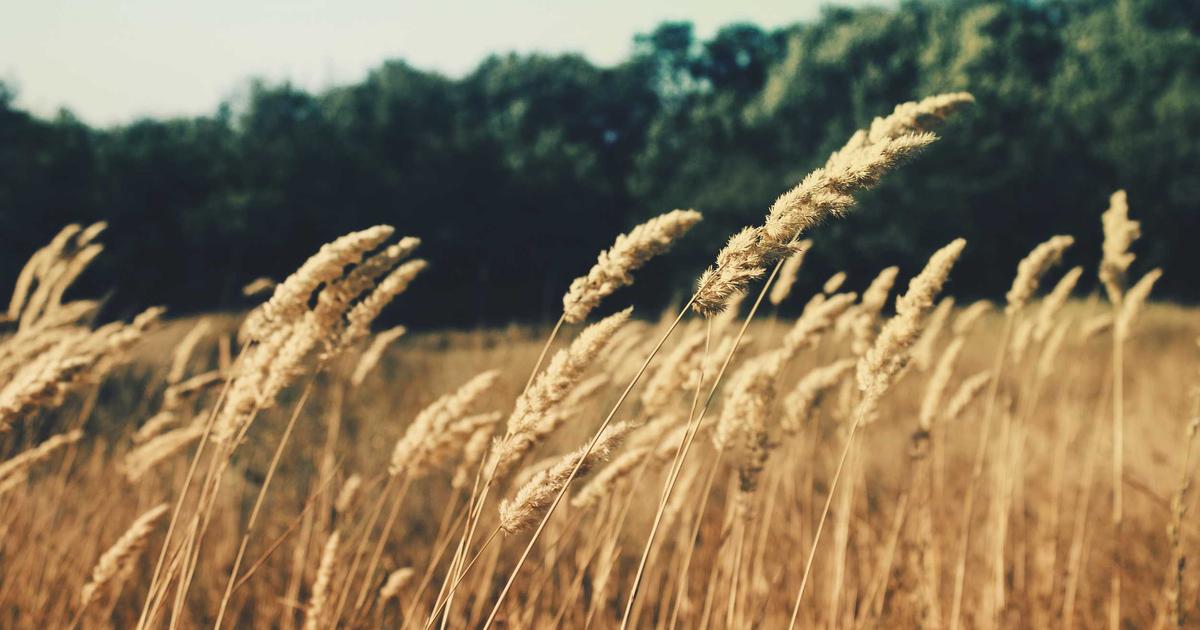 McIlroy's Augusta Commute: Day Trips Fuel Record-Setting Masters Charge