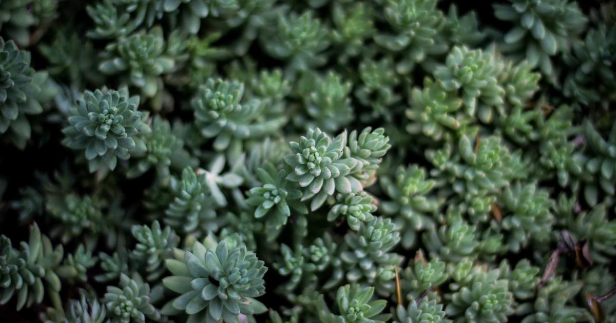 Elliot Anderson's Premier League Rise: From Bristol Rovers Pranks to England World Cup Starter