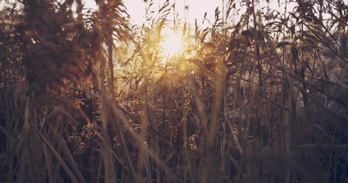 Masters Madness: McIlroy's Lead Vanishes as Young, Burns, and Lowry Charge into Sunday Showdown