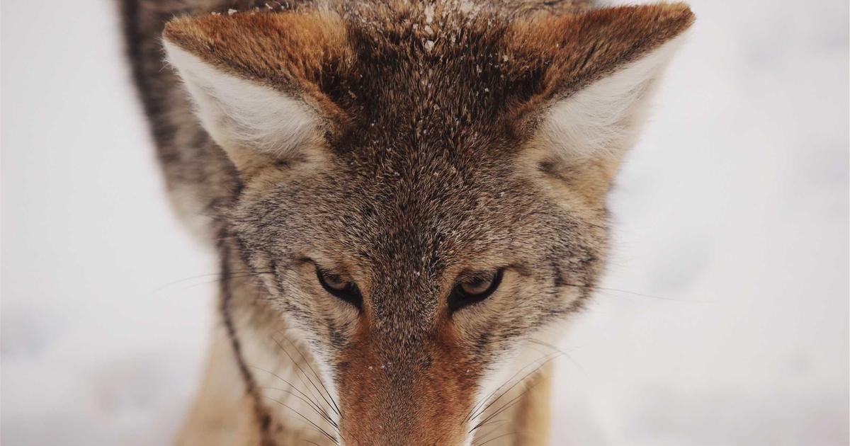 Arsenal's Title Hopes Stumble as Bournemouth Exposes Crippling Open-Play Void